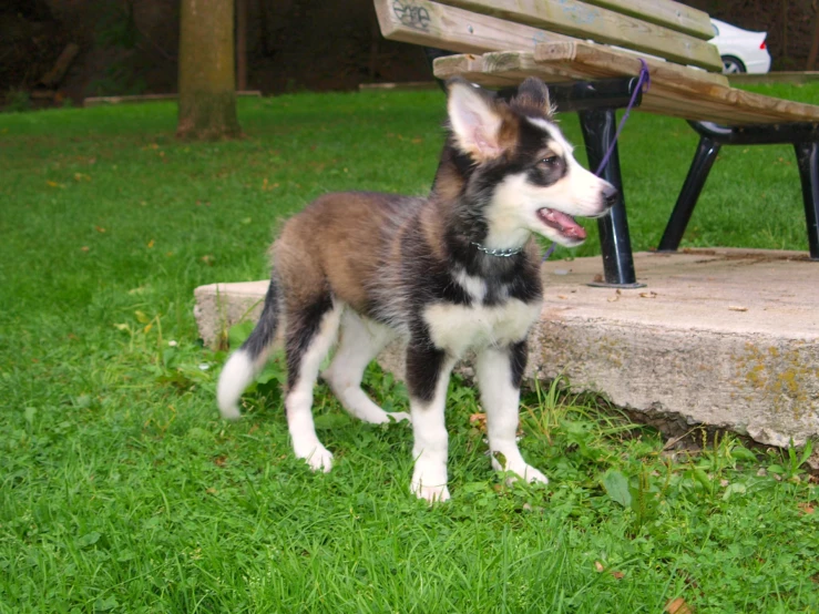 a dog stands on grass near a bench