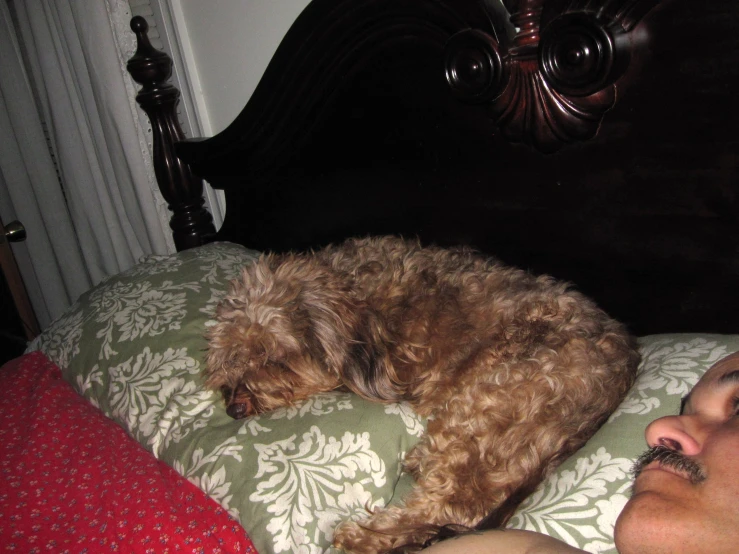 a dog sleeps on a bed with an arm raised near his head