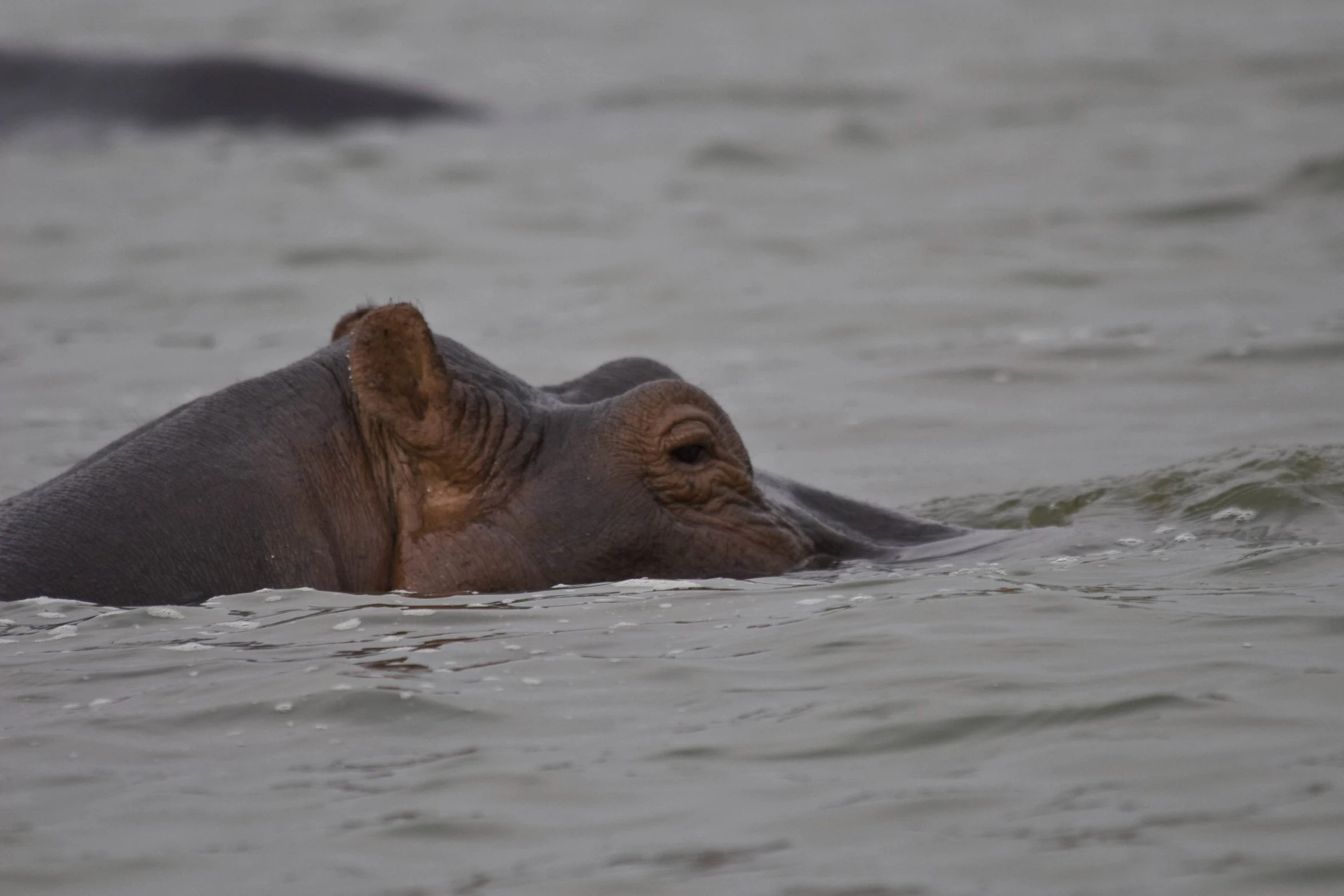 the young elephant is being submerged in the water