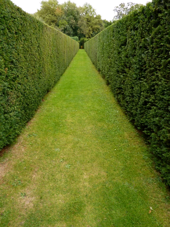 a path between two large hedges in a park