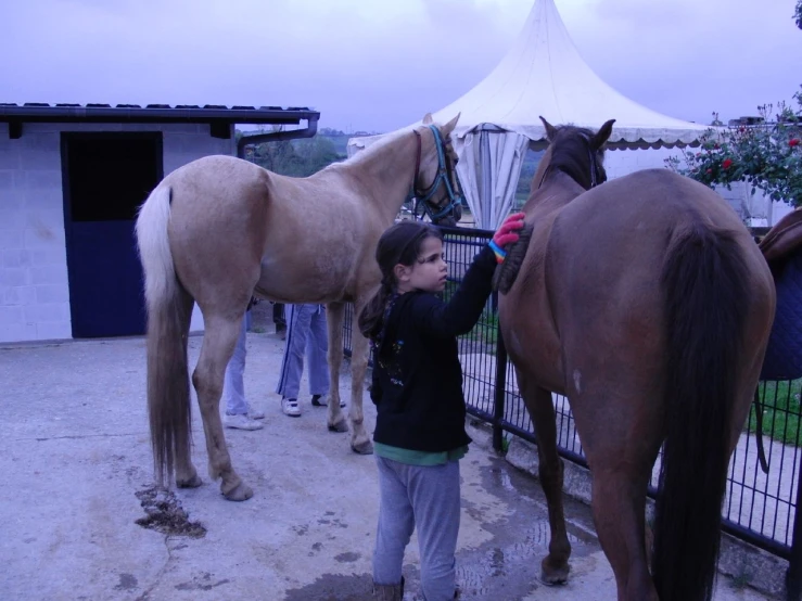 a little girl touching the bridles of some horses