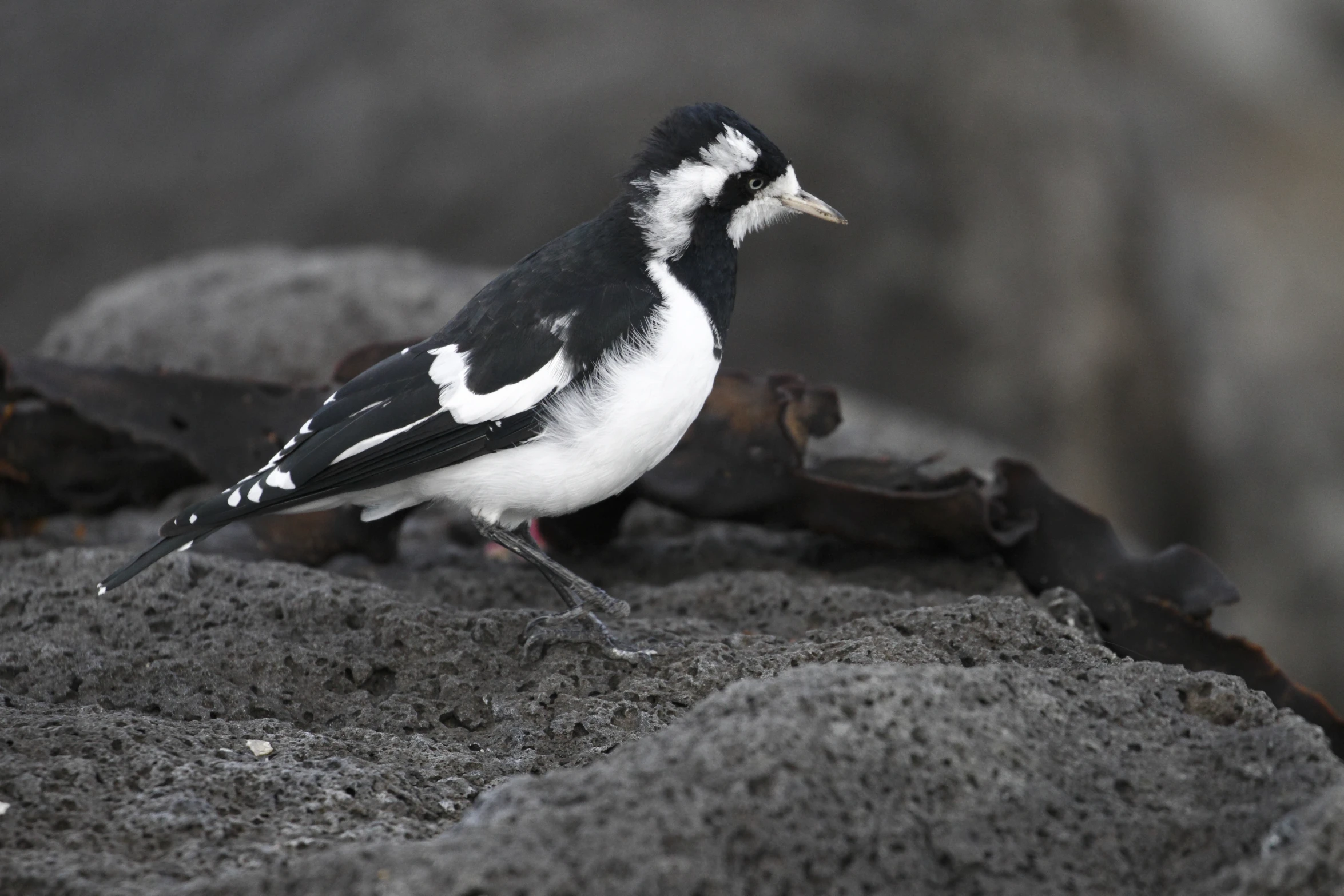 a small black and white bird is sitting on some rocks