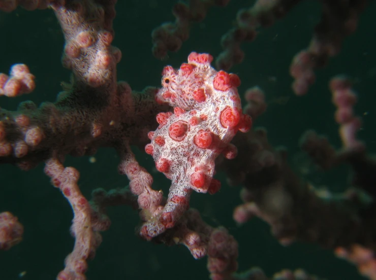 a coral with very little red beads is seen underwater