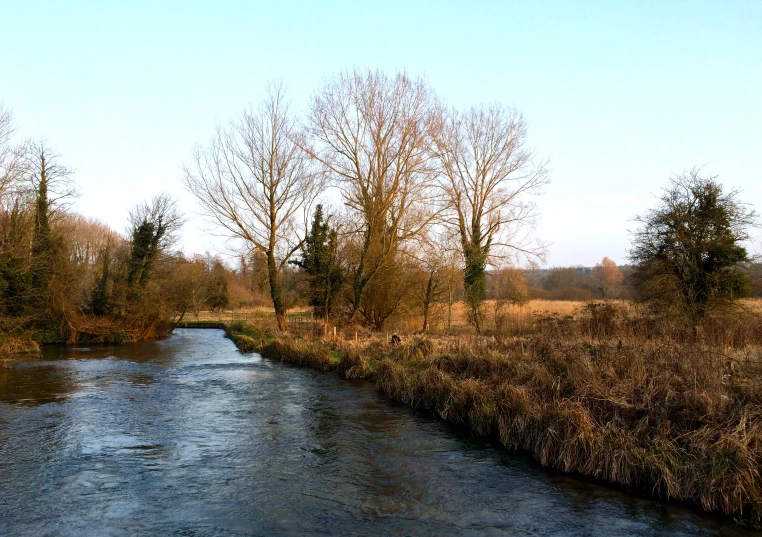 a river runs through an area where a row of trees has no leaves