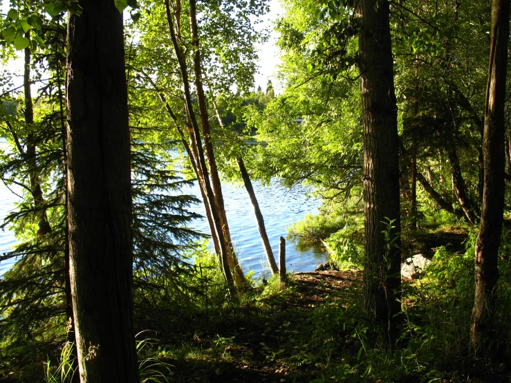 there is a lake between two trees in the woods