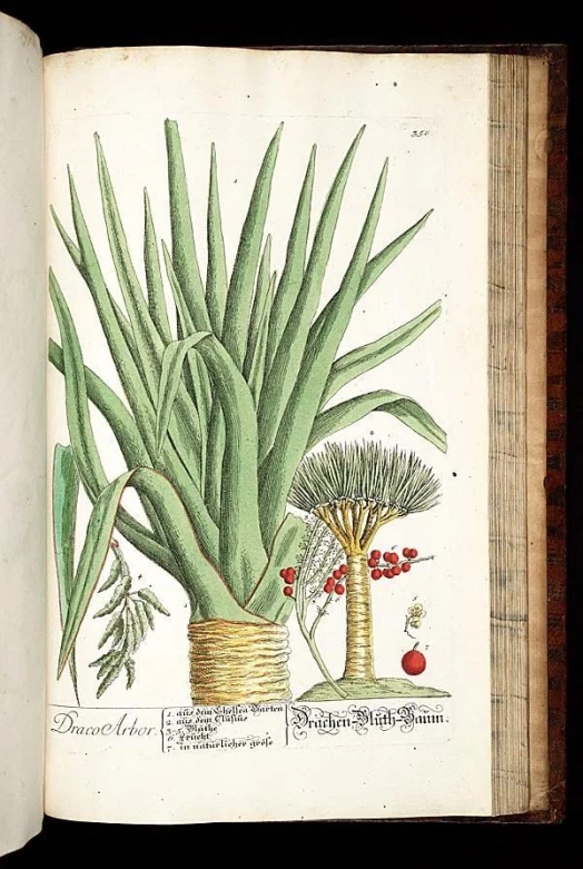 an illustration of the plants in the botanical liry