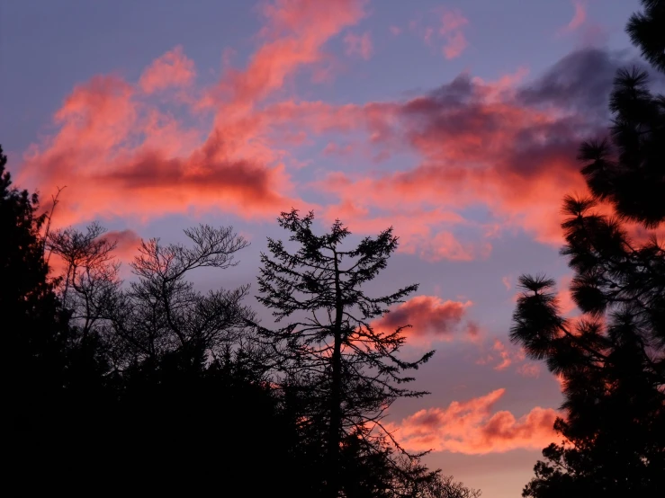 a tree in a forest with a purple sky and pink clouds