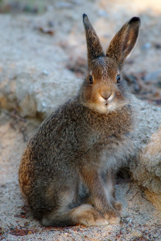 a brown rabbit sitting next to a pile of rocks