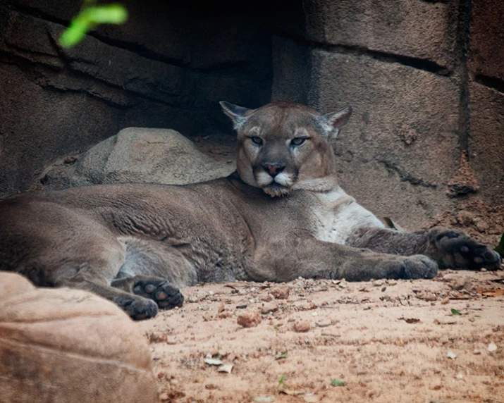 a very large furry animal laying next to a pile of dirt