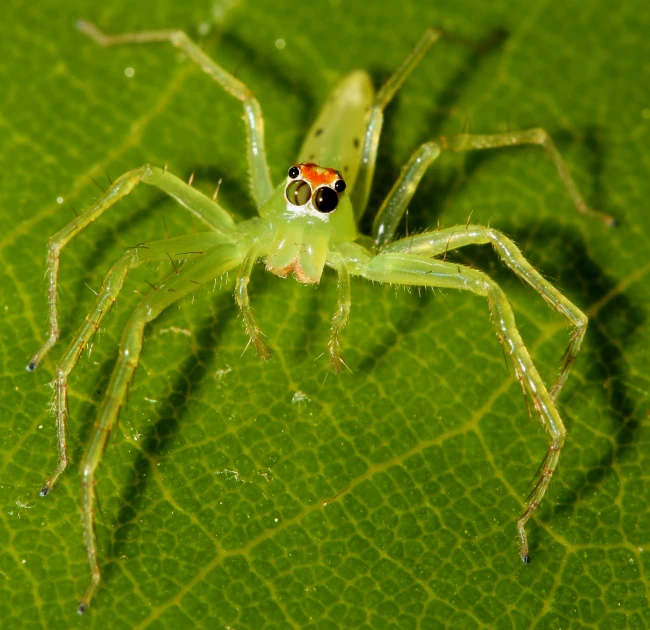 the green insect is standing on a leaf