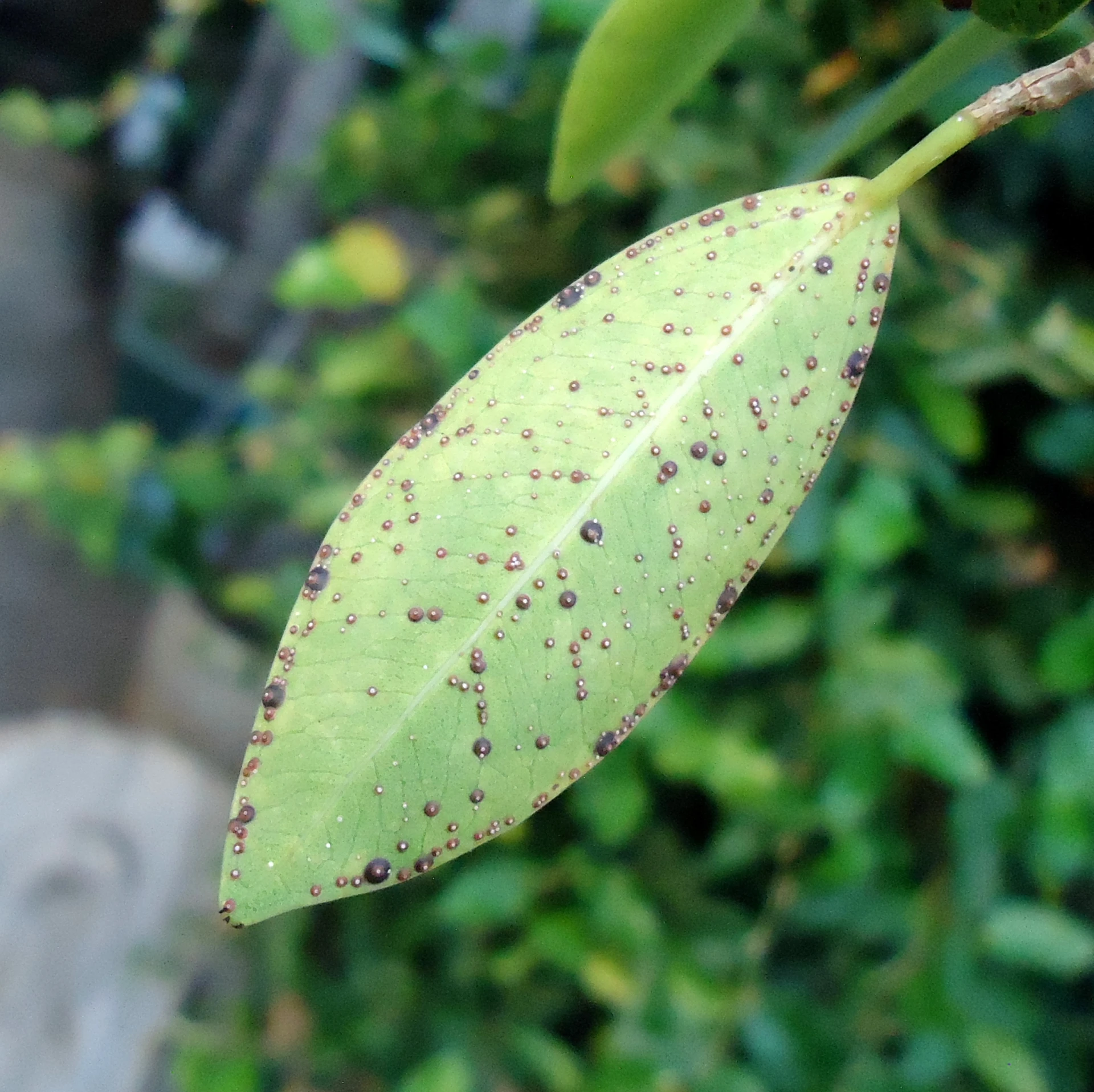 a green leaf with small dots on it