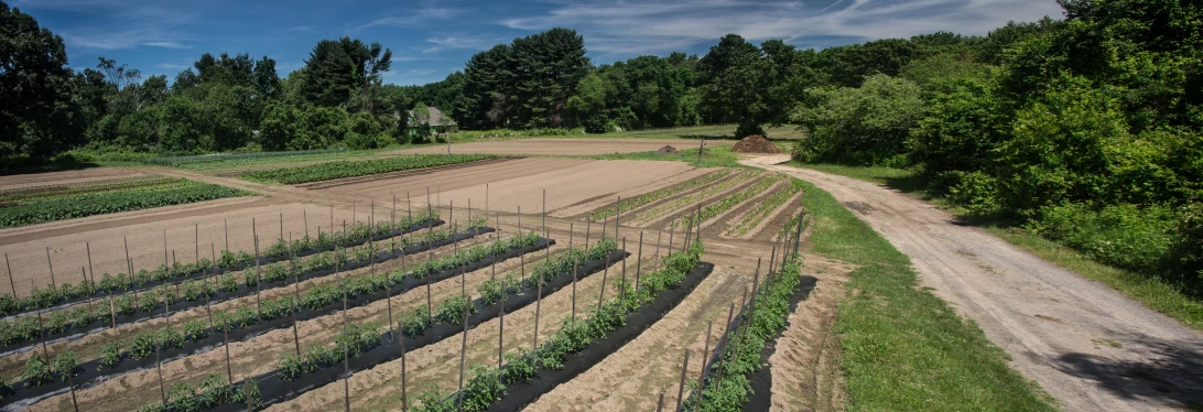 a row of rows of tree covered field in an area with trees