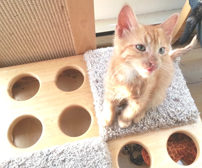 a orange tabby cat sitting on a rug with his paw resting in a shoe box