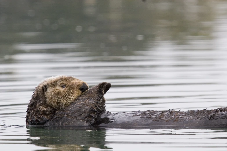 an otter holds its baby in the water