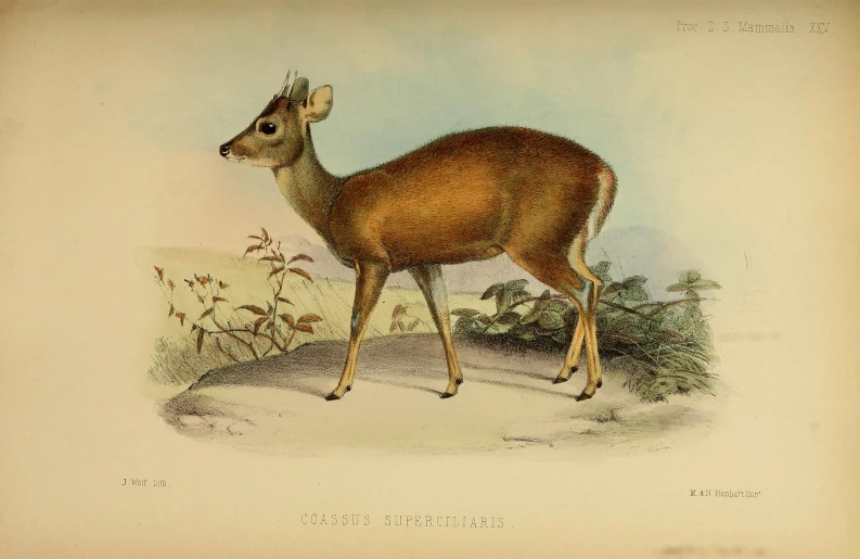 a painting of a deer on a snowy day