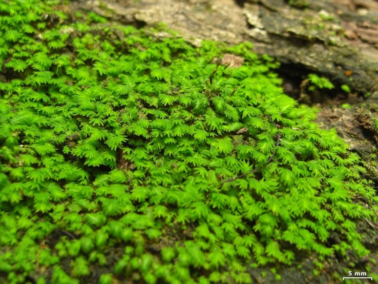 this is an image of a plant growing from moss