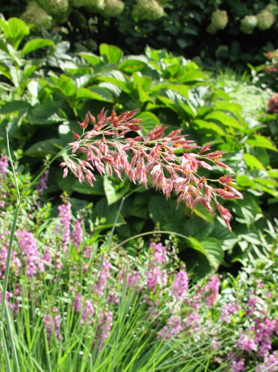 a garden with a variety of plants in bloom