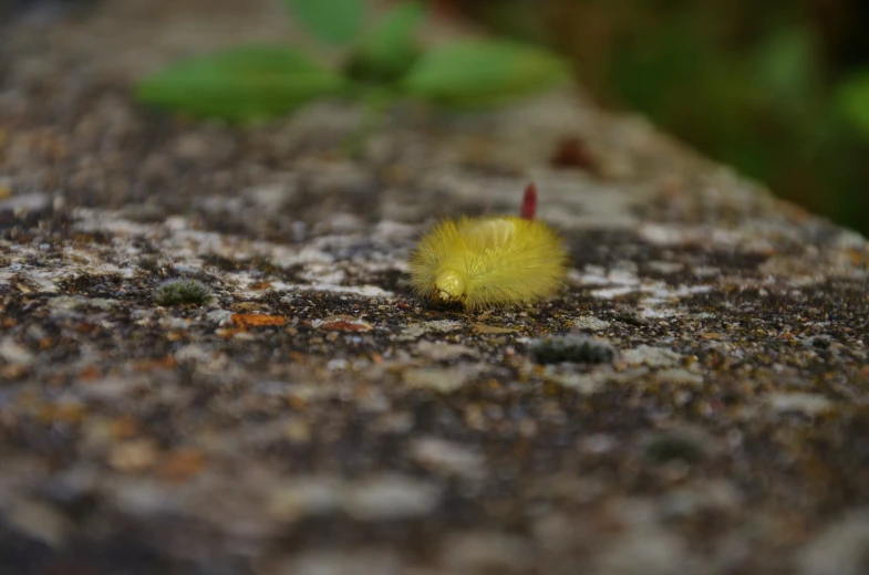 a yellow substance sitting on top of a tree