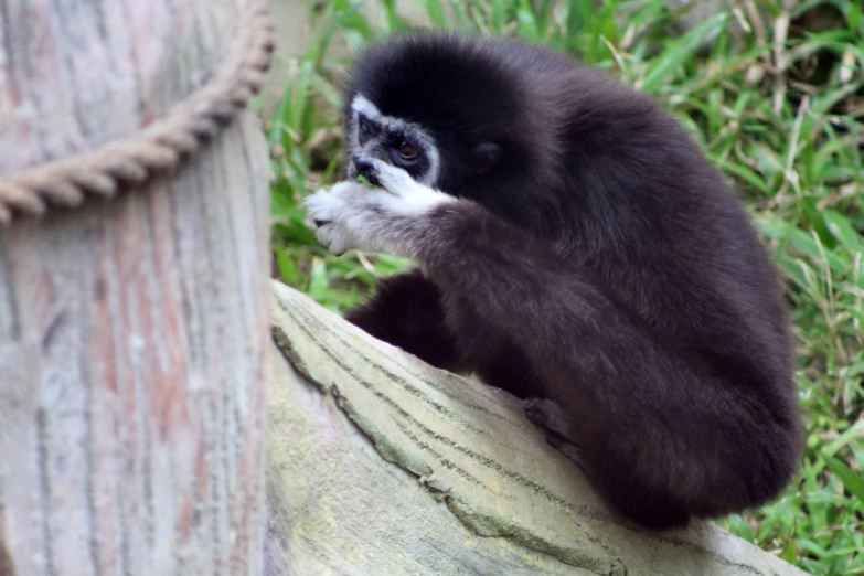 a monkey with a fuzzy face sitting on top of a nch