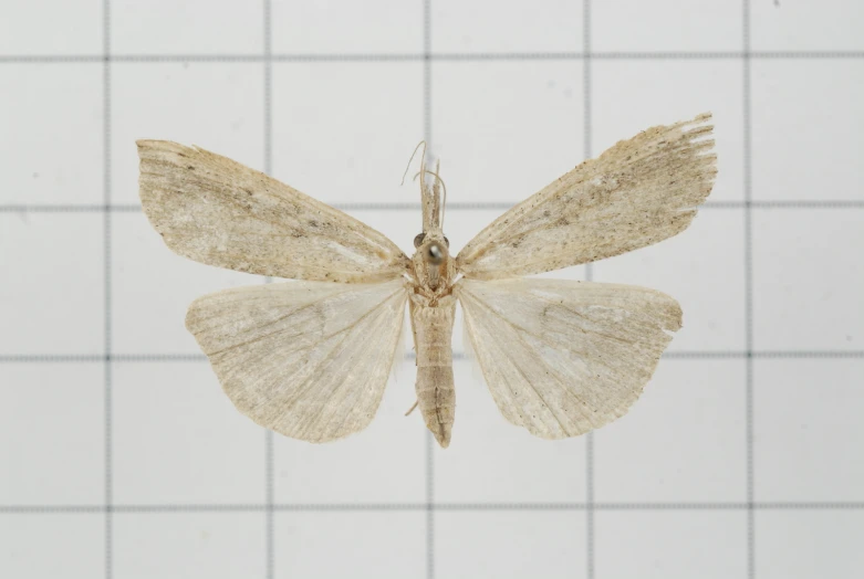 an insect in mid flight on the wall