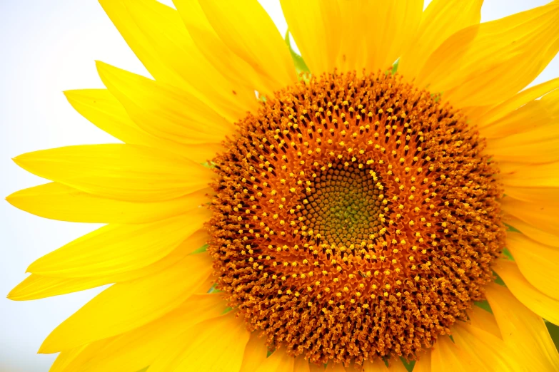 a large sunflower in a white field