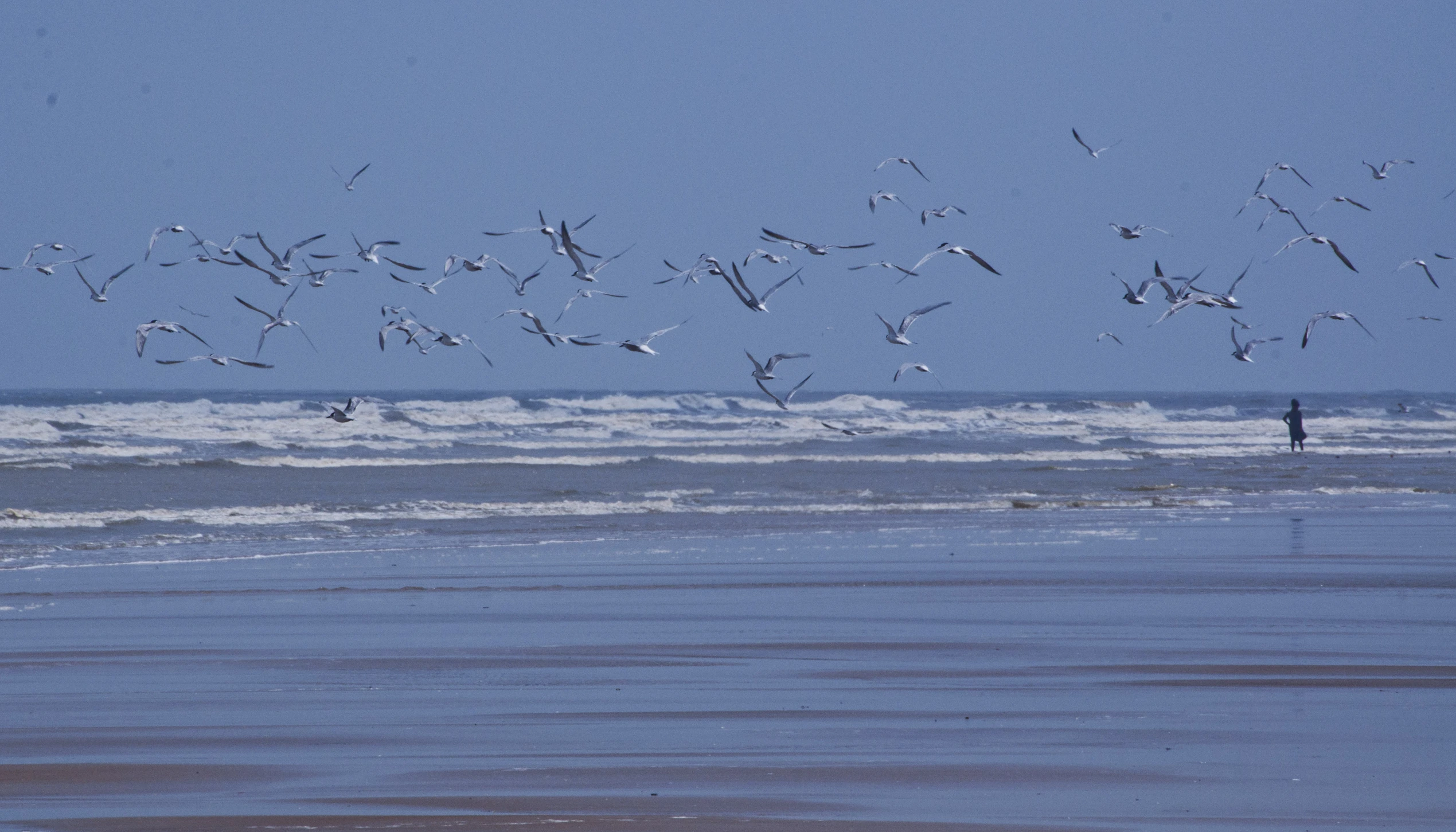 a man standing on a beach watching a flock of birds