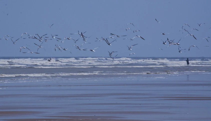 a man standing on a beach watching a flock of birds