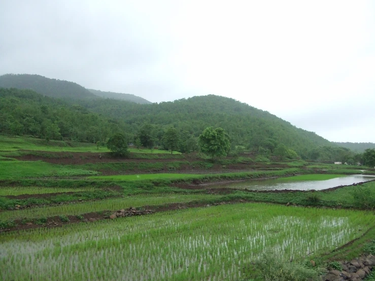 there is an open area with some rice growing in the field