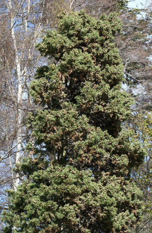 large and green tree in the middle of forest