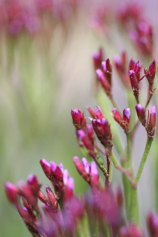 some very pretty flowers with little purple buds