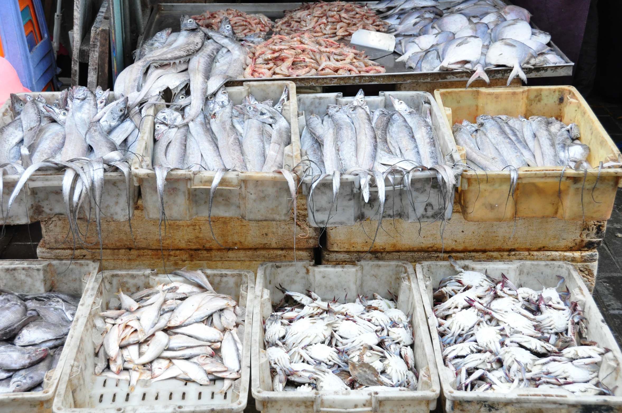 fresh fish are laid out on the table