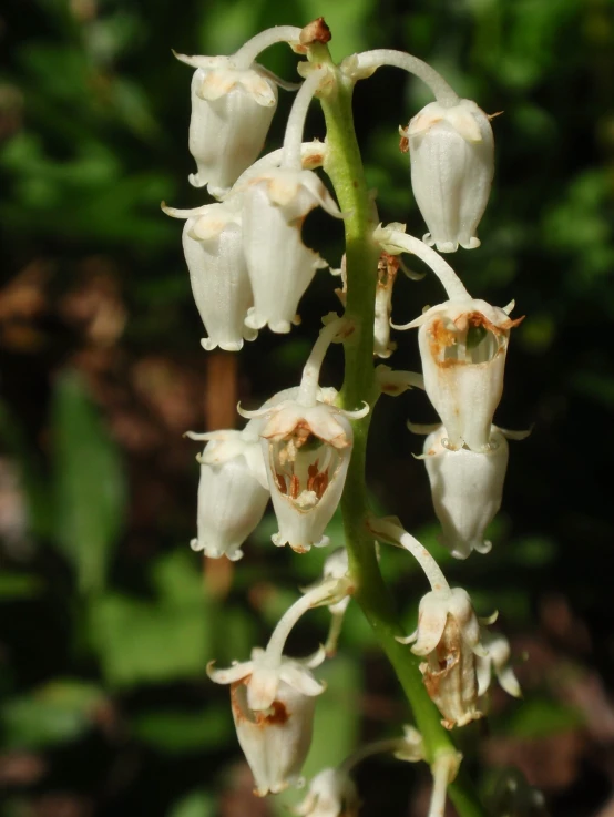 small white flowers and petals on the end of a leafy nch