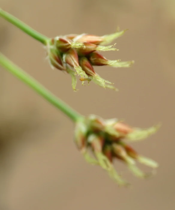 some tiny flowers that are on top of a nch