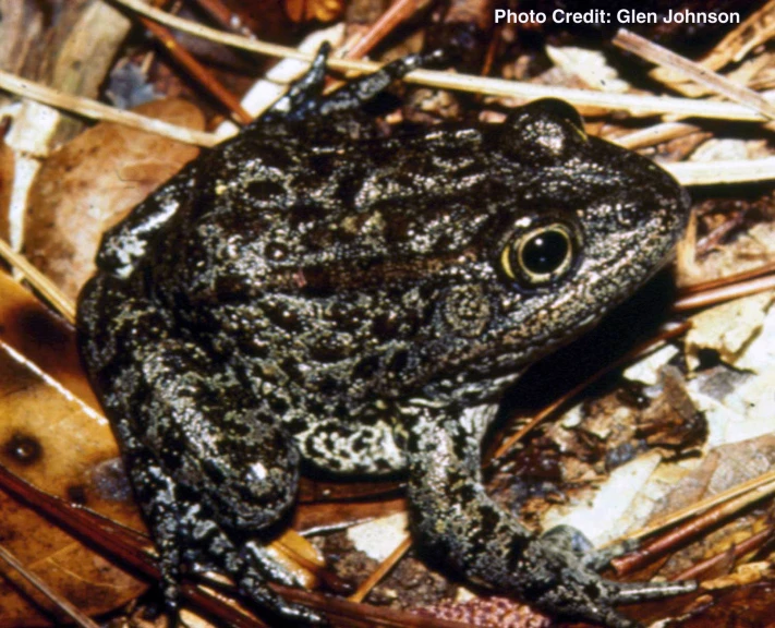 the frog is sitting on the ground