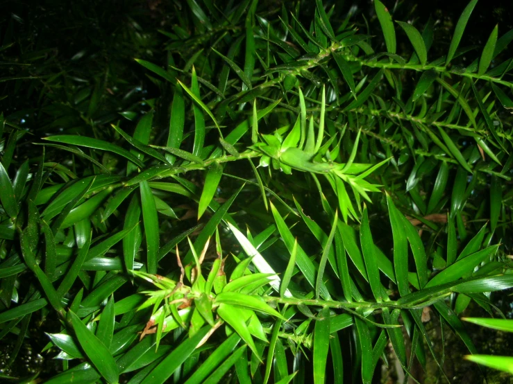 green tropical plants in a park are pictured at night