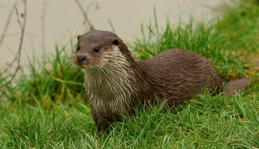 an otter standing in the grass next to a building