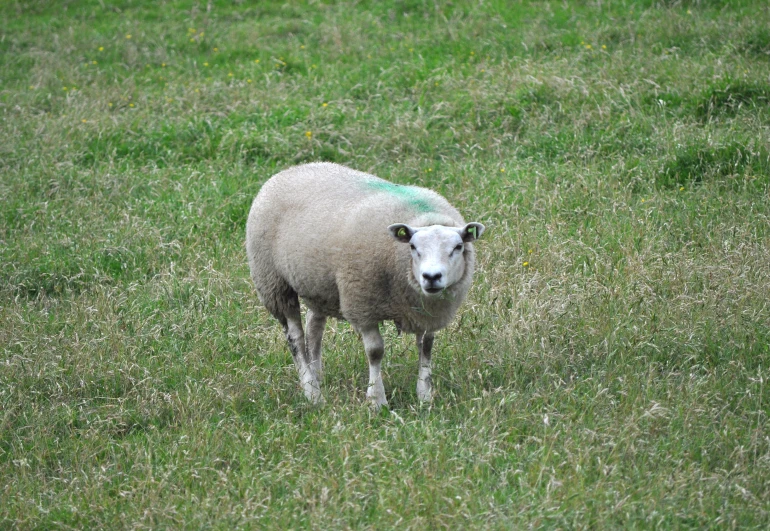 there is a white sheep standing in a grassy field