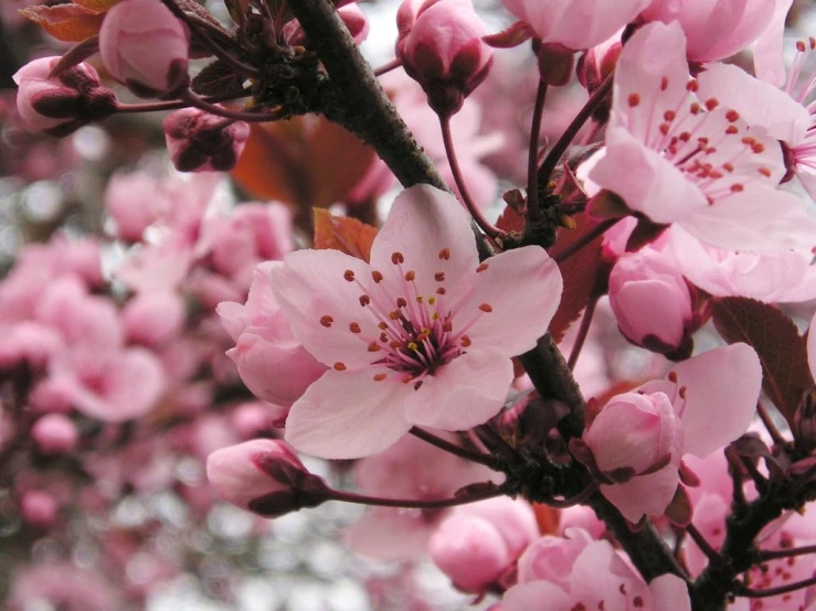 blossoms are blooming on a tree nch in a park