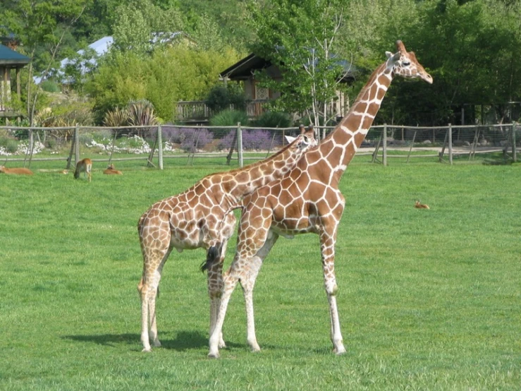 two giraffes are standing on the green grass in their zoo enclosure