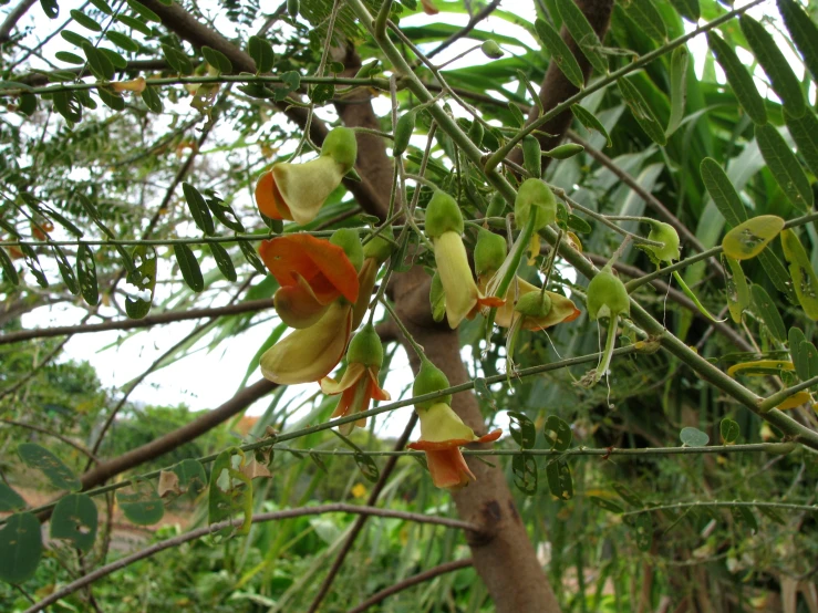 an image of flower growing from the stem of a plant