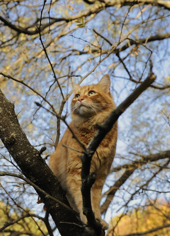 a cat sitting on top of a tree nch