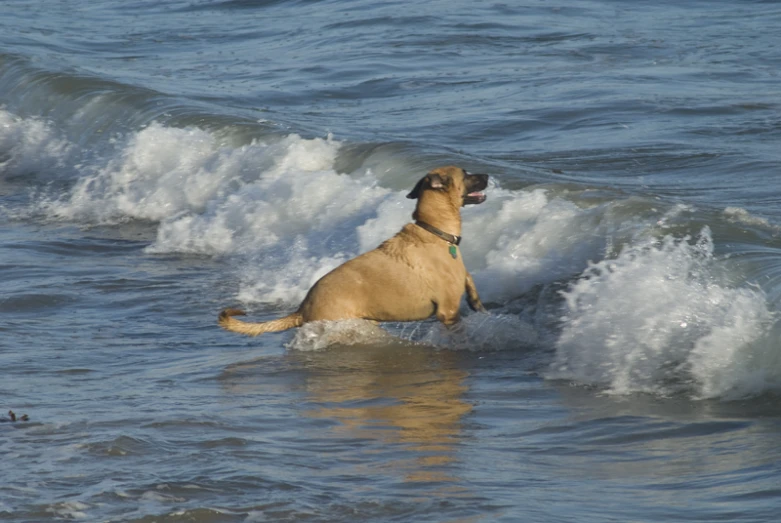 a dog wading in the ocean waves