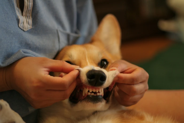 a dog with it's teeth exposed in preparation for a demonstration