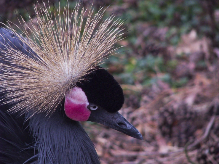 a bird with long and feathery comb and orange beak