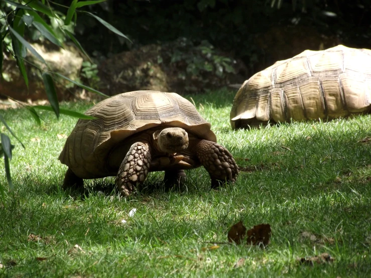 two tortoises walking around in the grass