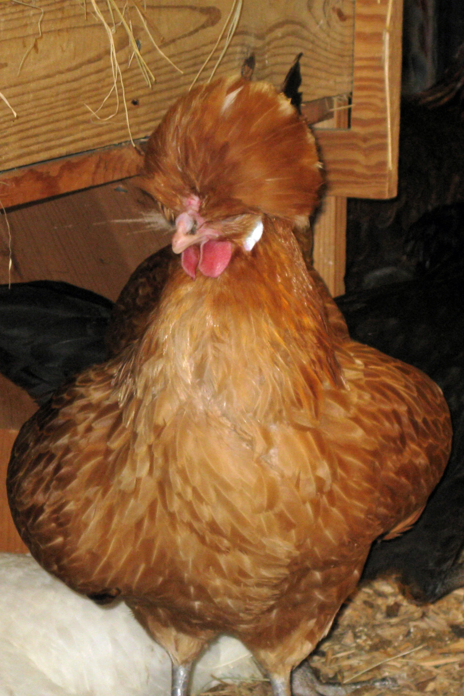 a brown chicken with it's face turned to the side