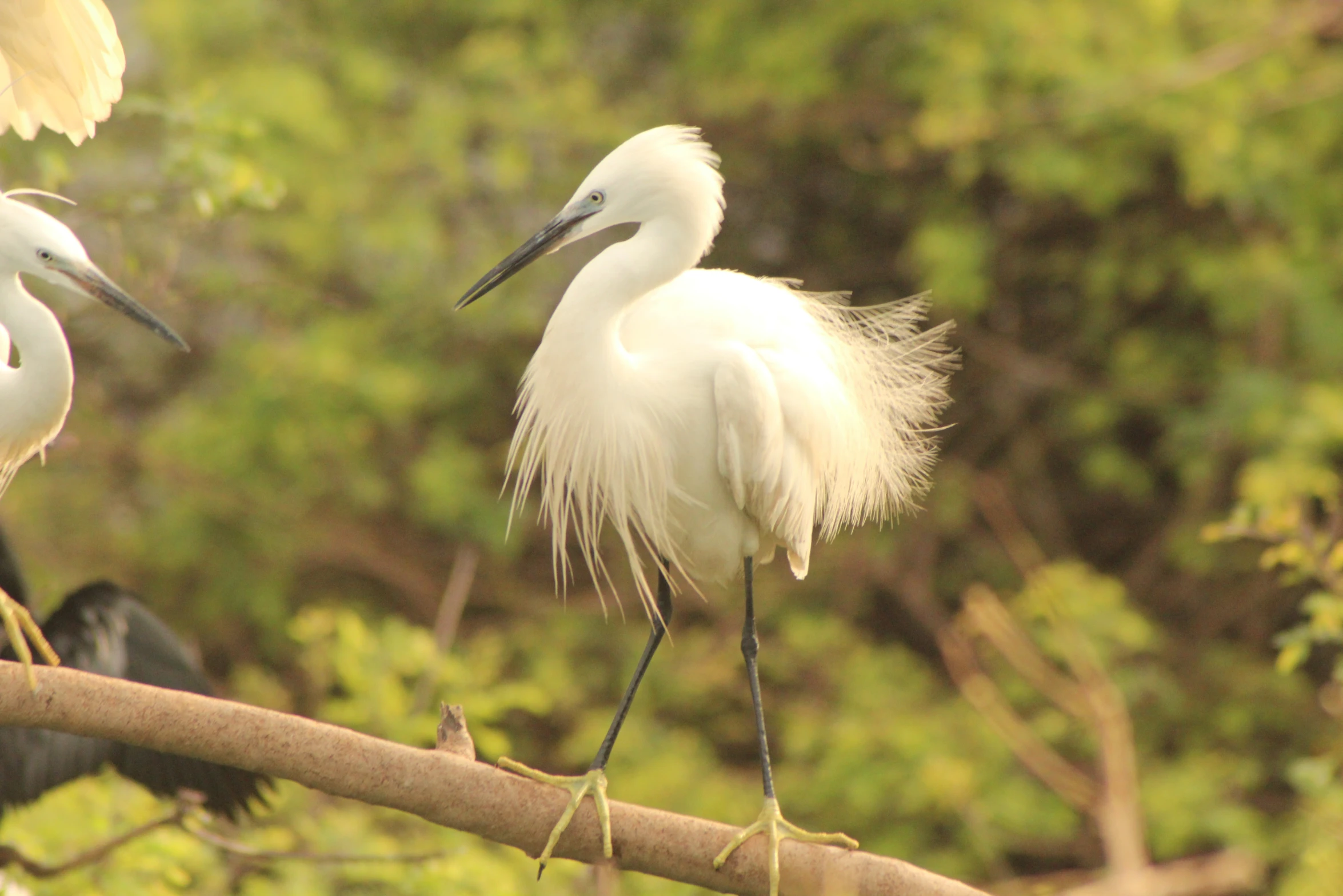 two birds perched on nches with trees in the background