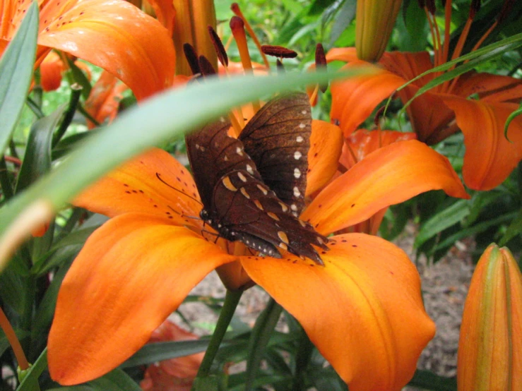 a brown erfly sits on an orange flower