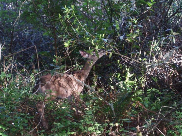 a deer in the bushes looks at the camera