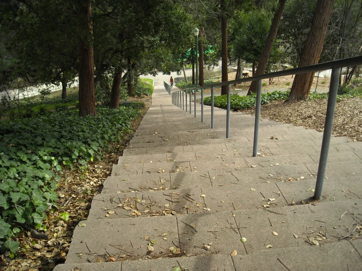 a couple of benches near a path between some trees